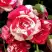 Роза ФАЙЕР ВОРКС миниатюрная в Рогачеве