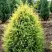 Можжевельник ГОЛД КОН обыкновенный в Рогачеве