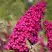 Буддлея давида РОЯЛ РЕД в Рогачеве