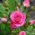 Роза ЛАВЛИ ЛИДИЯ спрей в Рогачеве