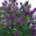 Сирень СУМЕРКИ в Рогачеве
