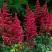 Астильба БУРГУНДИ РЕД Арендса в Рогачеве