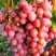 Виноград КИШМИШ КРАСНЫЙ в Рогачеве