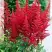 Астильба БУРГУНДИ РЕД Арендса в Рогачеве