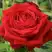 Роза СОФИ ЛОРЕН чайно-гибридная в Рогачеве