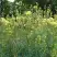Василистник ГЛАУКУМ желтый в Рогачеве