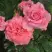 Роза ПЬЕР КАРДЕН чайно-гибридная в Рогачеве