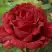 Роза РЕД ИНТУИШН чайно-гибридная в Рогачеве