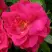 Роза ДЖОРДЖ ВАНКУВЕР флорибунда в Рогачеве