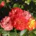 Роза ТАЙФУН спрей в Рогачеве