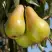 Груша КОНКОРД в Рогачеве