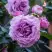 Роза СИЛЬВЕР КВИК плетистая в Рогачеве