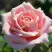 Роза ФРЕДЕРИК МИСТРАЛЬ чайно-гибридная в Рогачеве