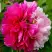 Пион ДВЕ СЕСТРЫ древовидный в Рогачеве