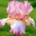 Ирис БЛАШИНГ ПИНК бородатый в Рогачеве