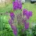 Коровяк ВИОЛЕТТА (вербаскум) в Рогачеве