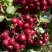 Рябина ГРАНАТНАЯ сладкоплодная в Рогачеве