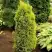 Можжевельник ГОЛД КОН обыкновенный в Рогачеве