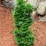 Туя СПИРАЛИС МИНИ западная в Рогачеве
