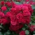 Роза РАДОСТЬ САДОВНИКА (ГАРТЕН ФРОЙДЕ) почвопокровная в Рогачеве
