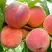Персик ВАЙН ГОЛД Т3 в Рогачеве