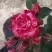 Роза ФАЙЕР ВОРКС миниатюрная в Рогачеве