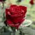 Роза ТАБУ чайно-гибридная в Рогачеве