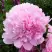 Пион ДИННЕР ПЛЕЙТ травянистый в Рогачеве