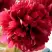 Пион БЕЛГРАВИЯ травянистый в Рогачеве