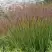 Просо ШЕНАНДО прутьевидное в Рогачеве