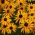 Рудбекия ГОЛДШТУРМ блестящая в Рогачеве