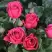 Роза ЛАВ ЛЕТТЕР флорибунда в Рогачеве