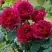 Роза КЕЙТ английская в Рогачеве