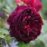Роза МАНСТЕД ВУД английская в Рогачеве