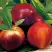 Нектарин СТАРК РЕД ГОЛД в Рогачеве