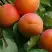 Абрикос ГРАФИНЯ в Рогачеве