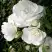 Роза АЙСБЕРГ флорибунда в Рогачеве