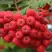Рябина АЛАЯ КРУПНАЯ сладкоплодная в Рогачеве