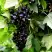 Смородина чёрная БЕЛОРУССКАЯ СЛАДКАЯ в Рогачеве