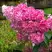 Гортензия МЕГА МИНДИ метельчатая в Рогачеве