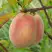 Персик ЕЛГАВСКИЙ в Рогачеве