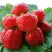 Клубника ВИМА ЗАНТА в Рогачеве