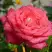 Роза ПЬЕР КАРДЕН чайно-гибридная в Рогачеве