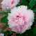 Пион ПЕРСИК ПОД СНЕГОМ древовидный в Рогачеве