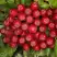 Рябина РУБИНОВАЯ сладкоплодная в Рогачеве