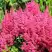 Астильба САННИ ДЕЙ гибридная в Рогачеве