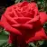 Роза СОФИ ЛОРЕН чайно-гибридная в Рогачеве
