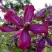 Клематис СВИТ САММЕР ЛАВ в Рогачеве