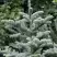 Пихта благородная в Рогачеве
