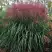 Мискантус МАЛЕПАРТУС китайский  в Рогачеве